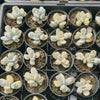 Cotyledon Orbiculata cv. Short Round Leaf variegated