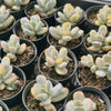 [PACK of 10 PLANTS] x Cotyledon Orbiculata cv. Short Round Leaf variegated