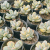 [PACK of 10 PLANTS] x Cotyledon Orbiculata cv. Short Round Leaf variegated