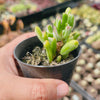 Crassula ovata ‘Gollum’ variegated (topped)