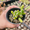 Crassula ovata ‘Gollum’ variegated (topped)