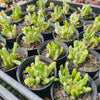 Crassula ovata ‘Gollum’ variegated (topped)
