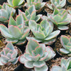[PACK of 10 PLANTS] x Echeveria 'Cante'