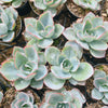Echeveria 'Cante'