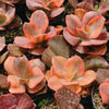 [PACK of 10 PLANTS] x  Echeveria 'Red Phoenix' Variegated