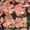 Echeveria 'Red Phoenix' Variegated