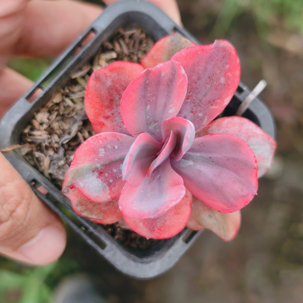 Echeveria Angel Wings Variegata