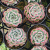 [PACK of 10 PLANTS] x Echeveria Marcel
