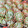 Echeveria 'Blue Light'