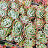 [PACK of 10 PLANTS] x Echeveria 'Blue Light'