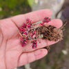 Sedum Spurium Tricolor
