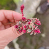 Sedum Spurium Tricolor