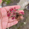 Sedum Spurium Tricolor