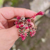 Sedum Spurium Tricolor