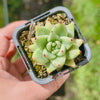 [PACK of 10 PLANTS] x Echeveria agavoides 'Corderoyi'