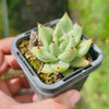 [PACK of 10 PLANTS] x Echeveria agavoides 'Corderoyi'