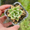 [PACK of 10 PLANTS] x Echeveria agavoides 'Corderoyi'