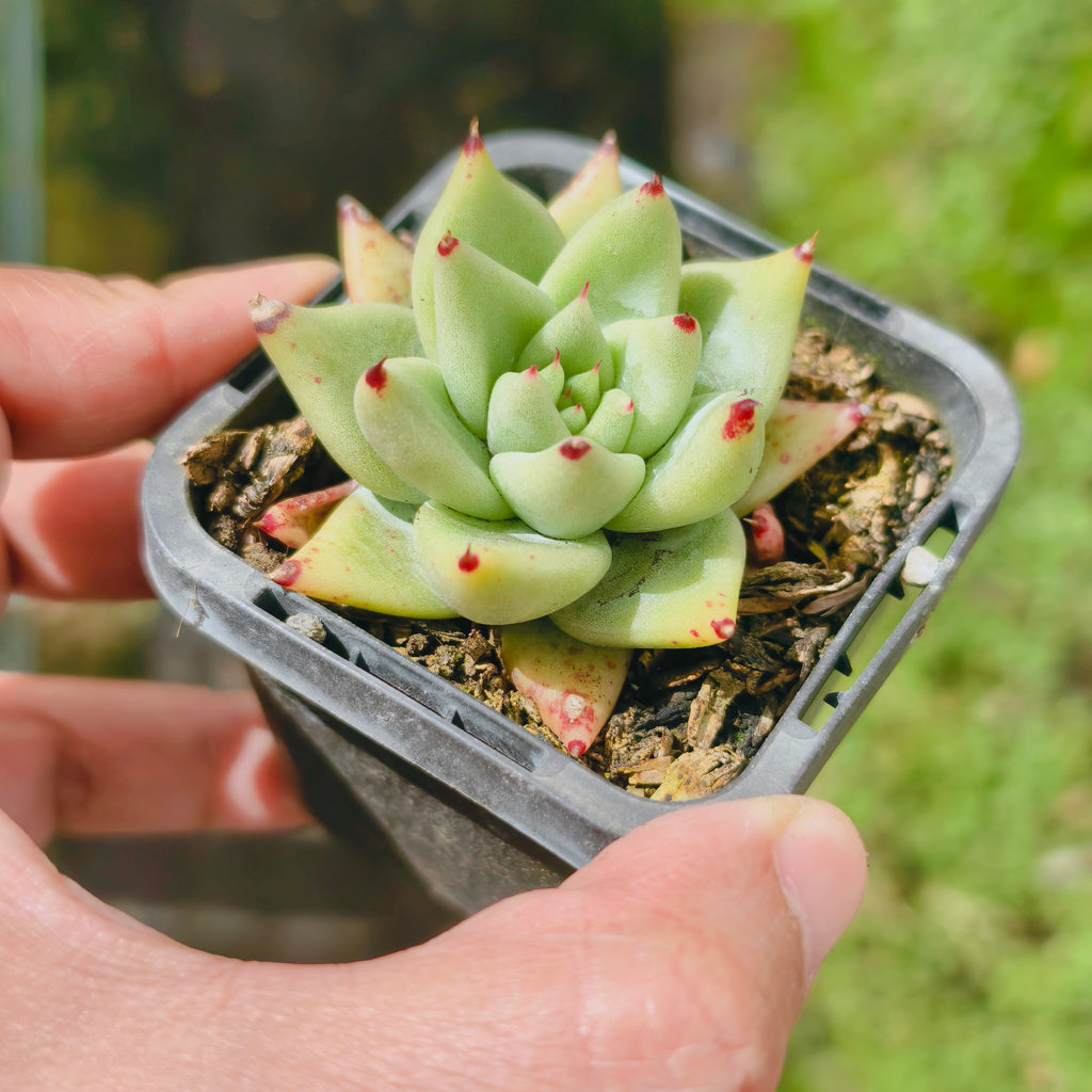 [PACK of 10 PLANTS] x Echeveria agavoides 'Corderoyi'