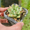 [PACK of 10 PLANTS] x Echeveria agavoides 'Corderoyi'