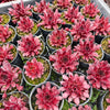 [PACK of 10 PLANTS] x Sempervivum 'Pacific Red Rose'