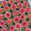 [PACK of 10 PLANTS] x Sempervivum 'Pacific Red Rose'