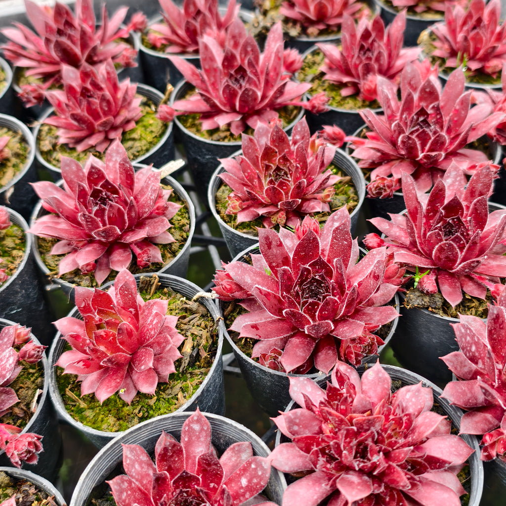 [PACK of 10 PLANTS] x Sempervivum 'Pacific Red Rose'