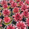 Sempervivum 'Pacific Red Rose'