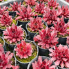 Sempervivum 'Pacific Red Rose'