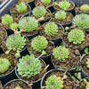 [PACK of 10 PLANTS] x  Sempervivum ‘Emmchen’