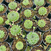 [PACK of 10 PLANTS] x  Sempervivum ‘Emmchen’