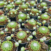 [PACK of 10 PLANTS] x Sempervivum 'Kramer's Spinrad'