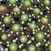 [PACK of 10 PLANTS] x Sempervivum 'Kramer's Spinrad'