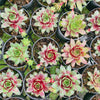 [PACK of 10 PLANTS] x Sempervivum 'Gay Jester'