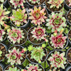 [PACK of 10 PLANTS] x Sempervivum 'Gay Jester'