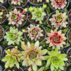 [PACK of 10 PLANTS] x Sempervivum 'Gay Jester'