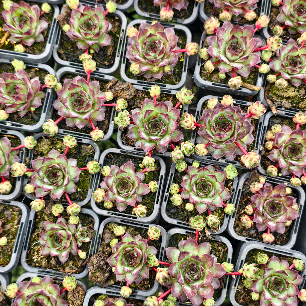 [PACK of 10 PLANTS] x Sempervivum cv. 'Mahogany'