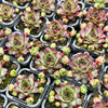 Sempervivum cv. 'Mahogany'