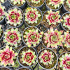 [PACK of 10 PLANTS] x Sempervivum 'Gay Jester'