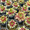 Sempervivum 'Gay Jester'