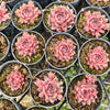 [PACK of 10 PLANTS] x Sempervivum marmoreum 'Brunneifolium'
