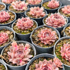 [PACK of 10 PLANTS] x Sempervivum marmoreum 'Brunneifolium'