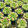 [PACK of 10 PLANTS] x Sempervivum 'Atlanticum' (CLUSTER)