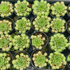 [PACK of 10 PLANTS] x Sempervivum 'Atlanticum' (CLUSTER)