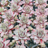 Sempervivum 'Pinkerine'