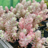Sedum reflexum 'Chameleon' f. variegata