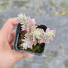 Sedum reflexum 'Chameleon' f. variegata
