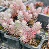 Sedum reflexum 'Chameleon' f. variegata