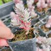 Sedum reflexum 'Chameleon' f. variegata