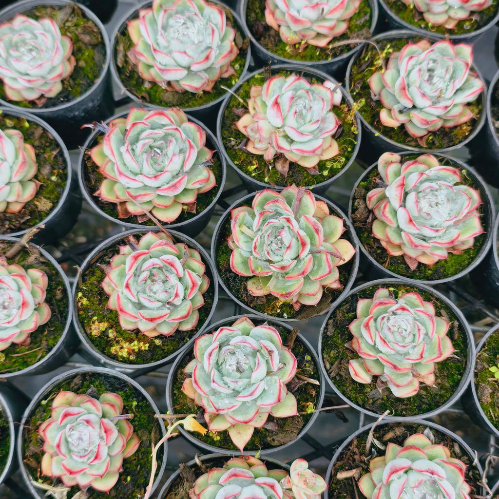 [PACK of 10 PLANTS] x Echeveria poldensis 'Kevin'