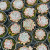 [PACK of 10 PLANTS] x Echeveria poldensis 'Kevin'